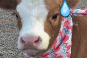 抖音吃瓜娱乐,揭秘网红圈幕后故事