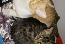 娱乐圈吃瓜猫是谁,揭秘娱乐圈幕后真相的神秘人物