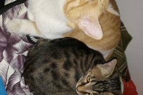 娱乐圈吃瓜猫是谁,揭秘娱乐圈幕后真相的神秘人物